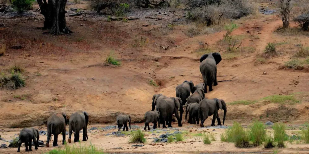 10 Day Asilia Tanzania Luxury Safari.